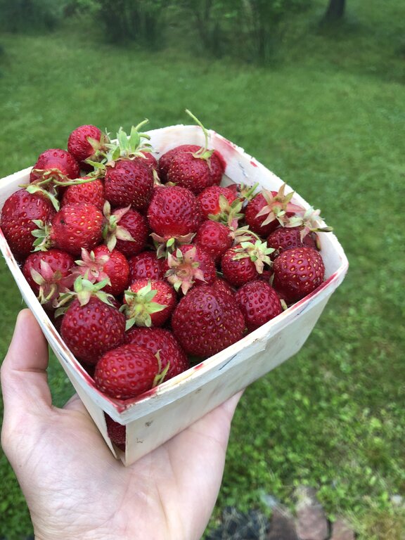 A hand holds a full quart of freshly picked strawberries, their bright red color and green tops glistening with moisture against a blurred backdrop of green grass and trees.