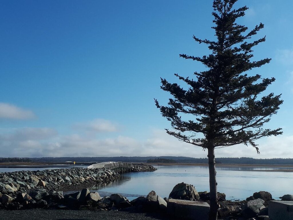 A calm, scenic view of the Salt Marsh Trail near Halifax features a lone evergreen tree in the foreground and a white footbridge stretching over a still inlet, bordered by a rocky path. The blue sky and tranquil water create a peaceful coastal atmosphere with low hills and forest in the distance.