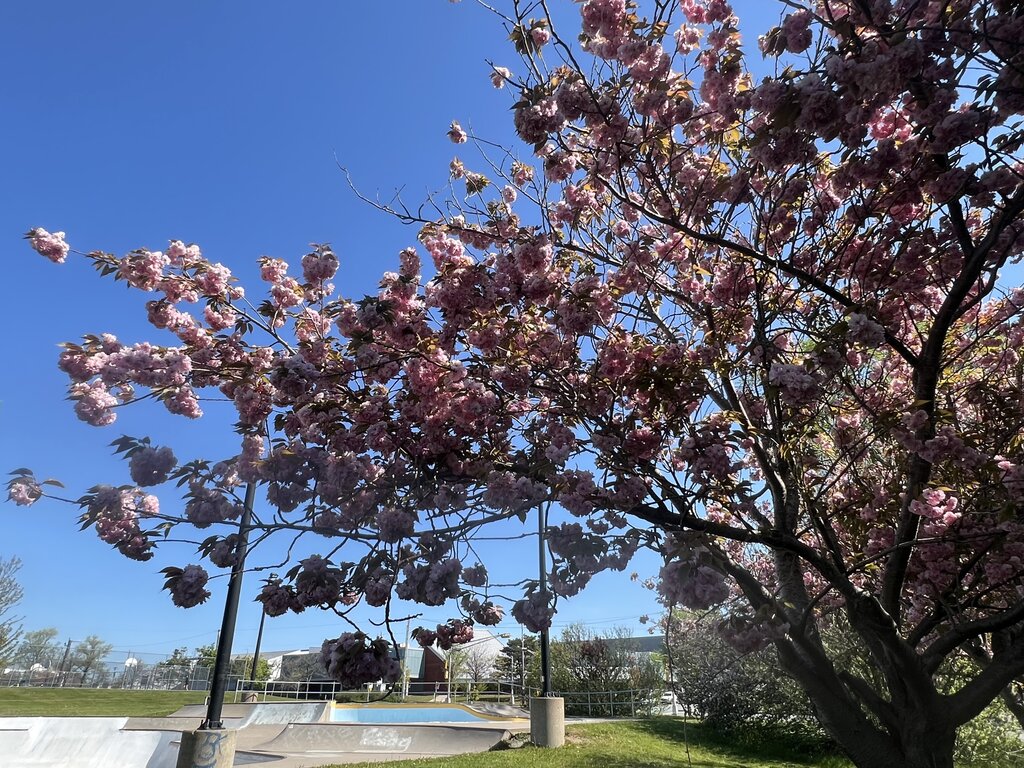 A blooming cherry blossom tree with dense clusters of pink flowers spreads its branches across a sunny blue sky, casting dappled shadows on a concrete skatepark below. In the background, you can spot ramps, light poles, and a grassy area near the Dartmouth Skatepark in Halifax.
