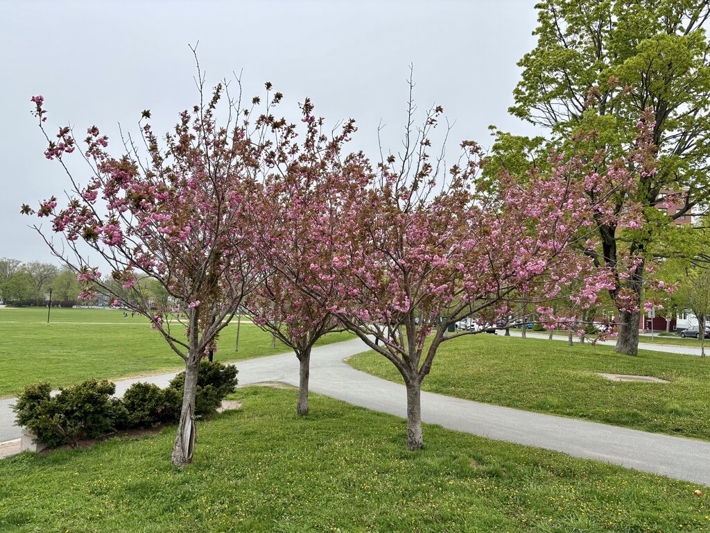 Three cherry blossom trees with vibrant pink flowers line a path through a green park at Halifax Common. The overcast sky adds a soft backdrop to the colorful blooms.