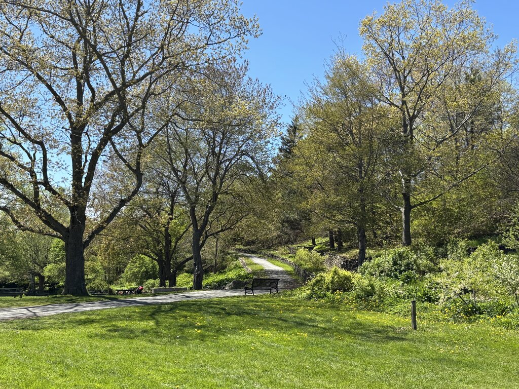 A peaceful walking path in Dartmouth Commons curves uphill through tall leafy trees, with a park bench and dandelions scattered across the vibrant green grass.