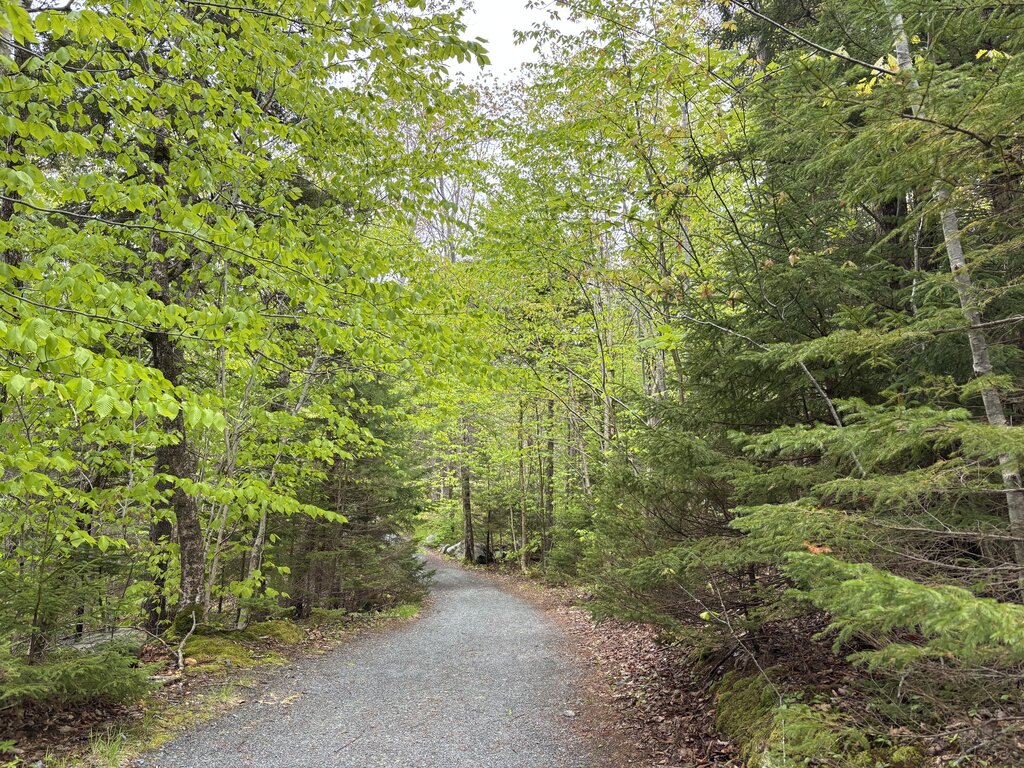 A quiet gravel trail winds through a lush, green forest in Shubie Park, with fresh spring leaves and a canopy of branches overhead.
