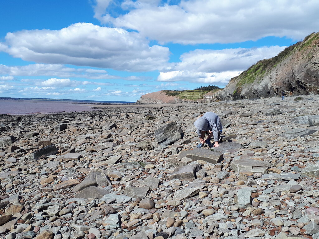 Child in a gray hoodie crouching among rocks at low tide on the rocky shore of Joggins Fossil Cliffs in Nova Scotia, searching the ground. The backdrop includes rugged cliffs, a muddy Bay of Fundy coastline, and a mix of blue sky and scattered clouds.