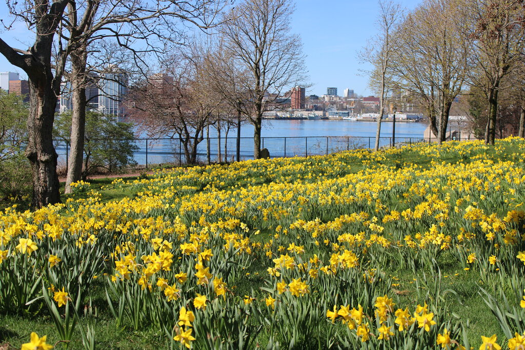 A serene view of the Daffodil Garden for Cancer Survivors in Dartmouth, Nova Scotia, featuring a lush hillside filled with bright yellow daffodils in full bloom. Trees with early spring buds frame a bench overlooking the Halifax Harbour, capturing the essence of spring blooms in Nova Scotia with city buildings and a ferry in the distance.