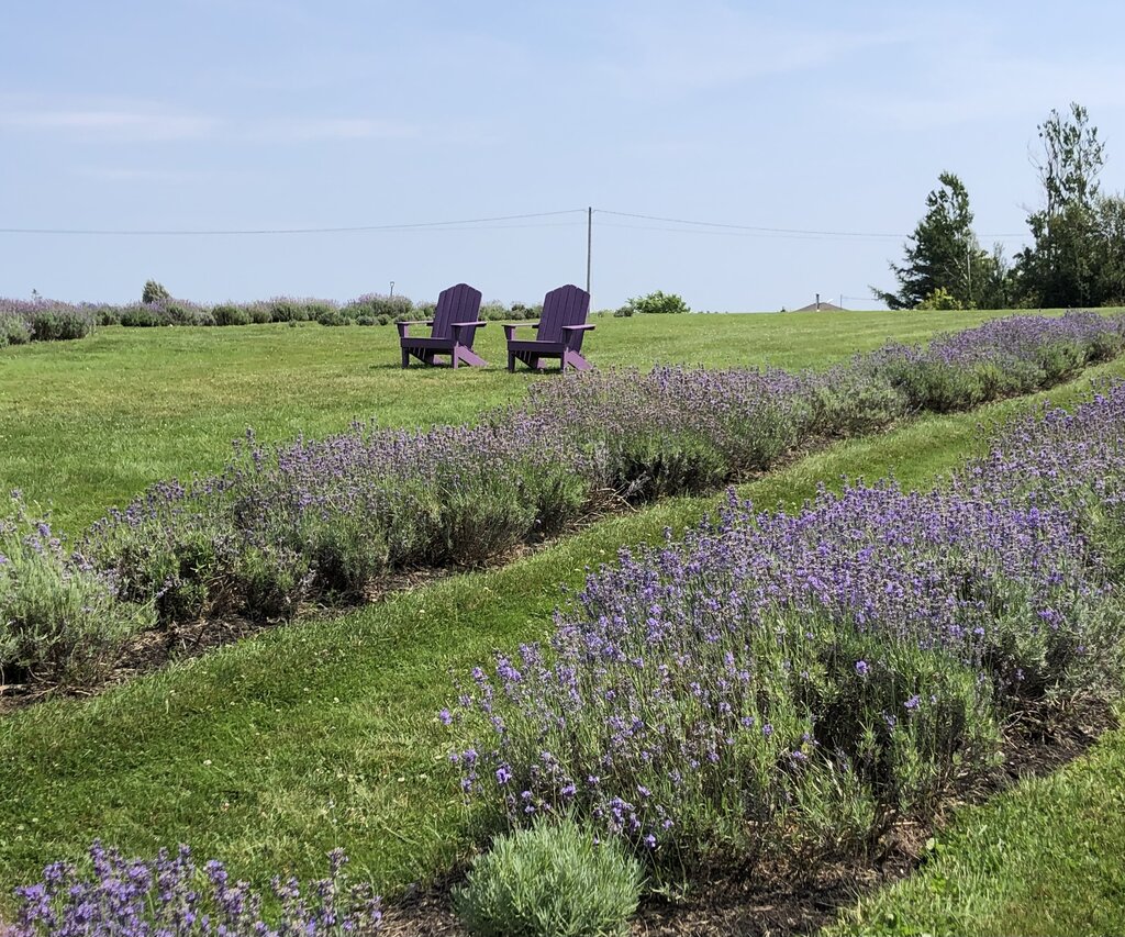 Rows of blooming lavender stretch across a sunny field at Seafoam Lavender in Nova Scotia, with two purple Adirondack chairs positioned on the grassy hilltop for a peaceful view. The scene is bright and serene, with soft blue skies and hints of ocean breeze.