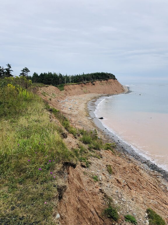 A dramatic view of the coastline from a grassy bluff on the Half Island Point Trail in East Lawrencetown Nova Scotia, showing reddish cliffs and a narrow beach below with gentle waves lapping the shore. Evergreen trees line the top of the bluff under a cloudy sky.