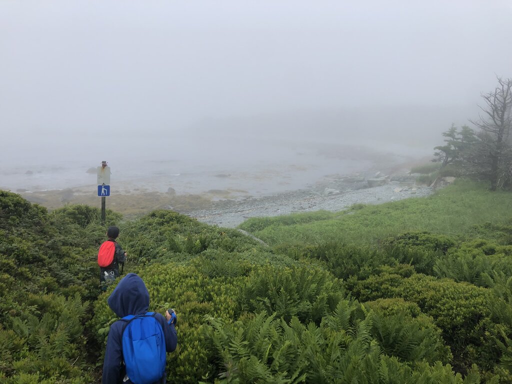 On a foggy coastal hike, two boys in hooded jackets and backpacks walk toward a rocky shore lined with lush green ferns, following a marked trail near the water’s edge at Taylor Head Provincial Park.