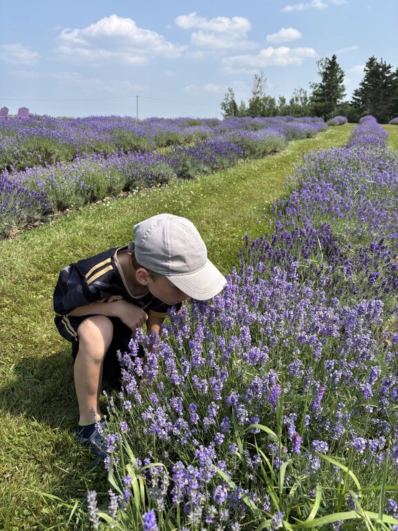 A child bends down to smell lavender in full bloom at Seafoam Lavender Farm, a peaceful outdoor stop near Pictou, Nova Scotia.