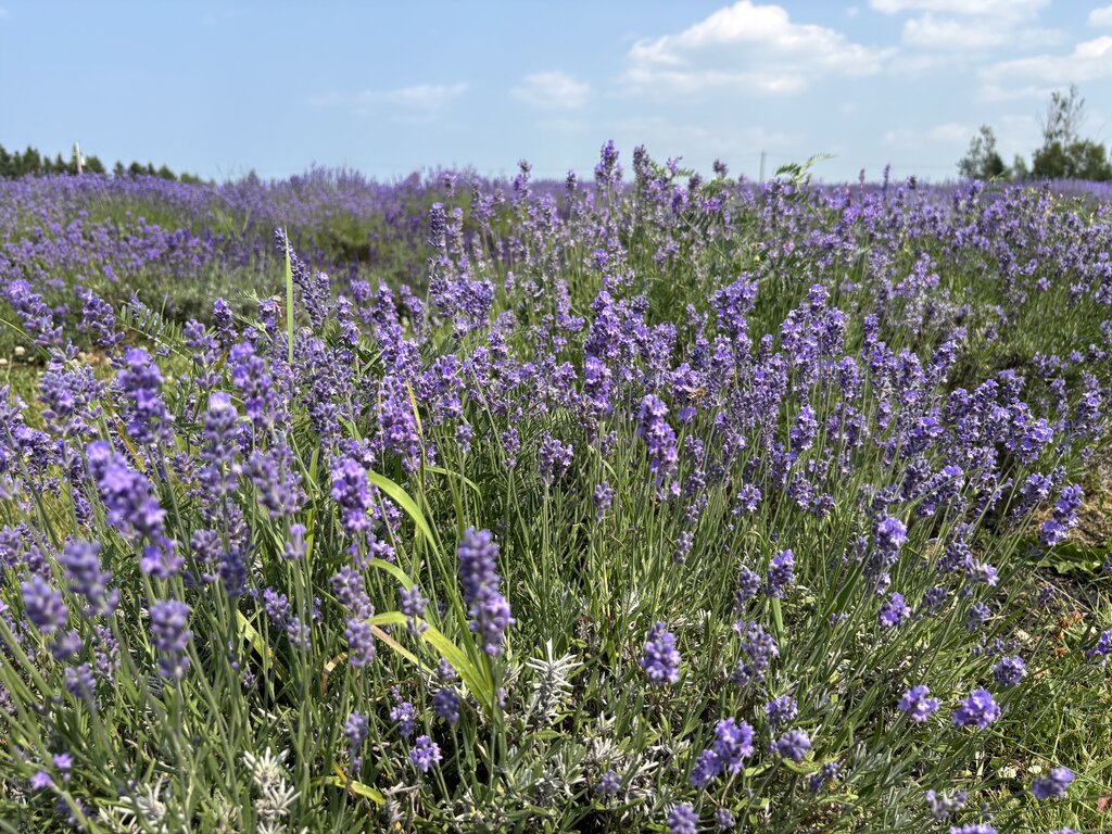 A close-up view of blooming lavender under a bright blue sky at Seafoam Lavender Farm near Pictou, with vibrant purple flowers stretching into the distance.