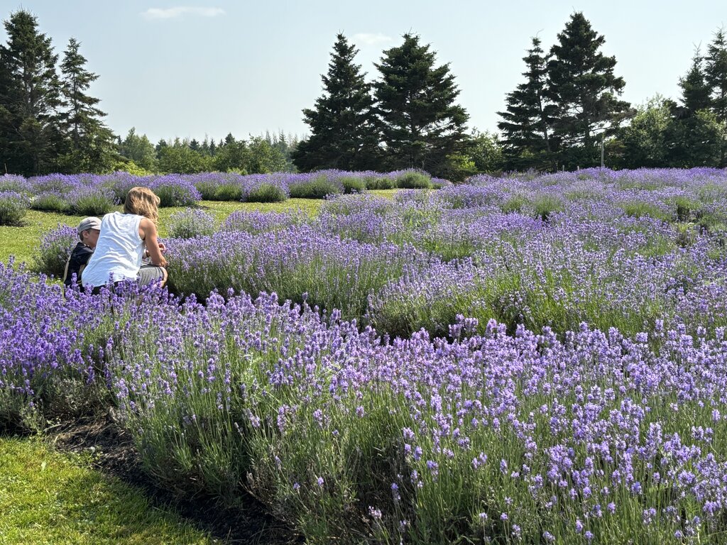 A woman kneels beside a child in a blooming lavender field, framed by trees and soft sunlight, at a scenic stop near Pictou, Nova Scotia.