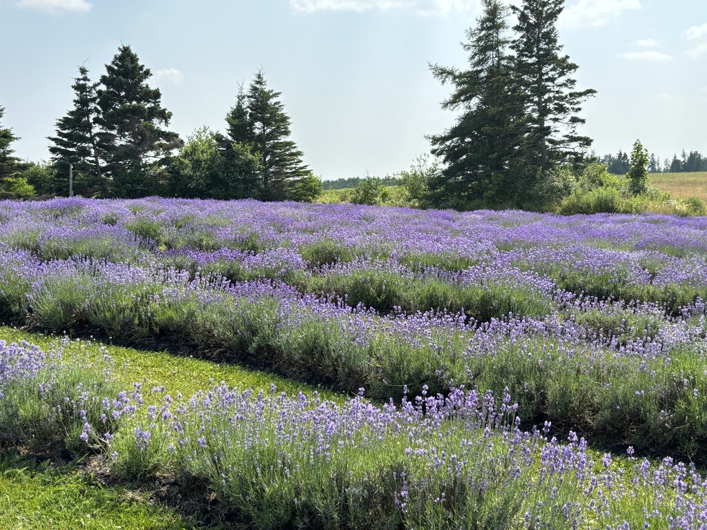 Rows of blooming lavender at Seafoam Lavender Farm near Pictou, Nova Scotia, with tall evergreens in the background and soft sunlight across the field.