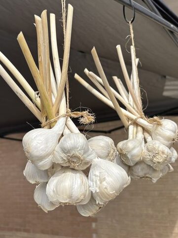 Two bunches of garlic bulbs with long stems tied together and hanging from hooks under a vendor tent, with sunlight casting shadows on the brick building in the background.