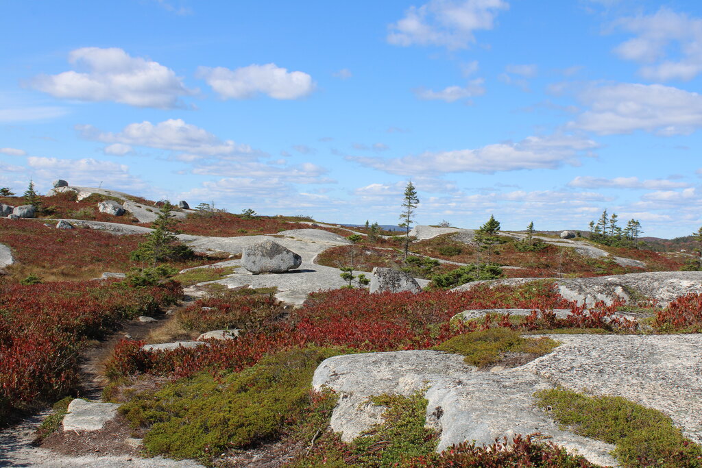 A rocky hiking landscape is covered with low red autumn shrubs scattered evergreen trees and large granite boulders. The open terrain sits beneath a bright blue sky with white clouds.