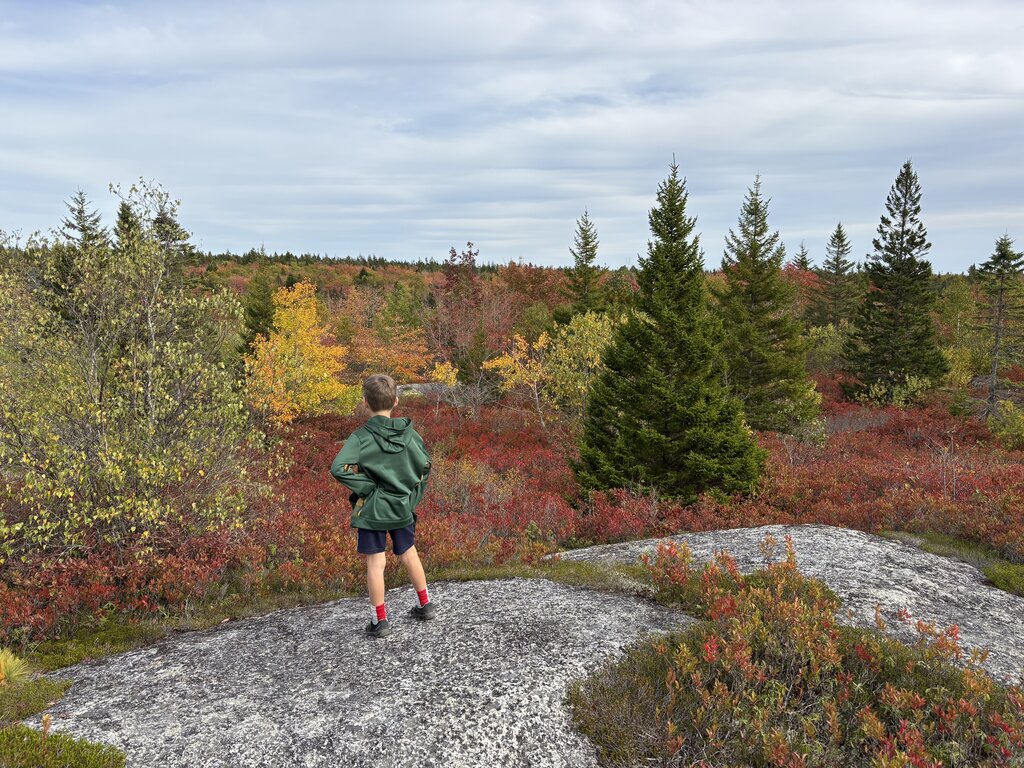 A child in a green jacket stands on exposed granite surrounded by red shrubs yellow leaves and tall evergreen trees. The mix of rocky terrain and autumn colour captures the scenery of a fall hike in Nova Scotia.