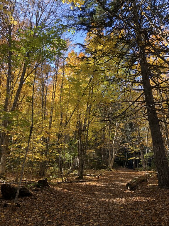A leaf covered hiking trail winds through a forest filled with yellow and gold autumn leaves. Sunlight filters through the trees and highlights the warm colours of a fall hike in Nova Scotia.