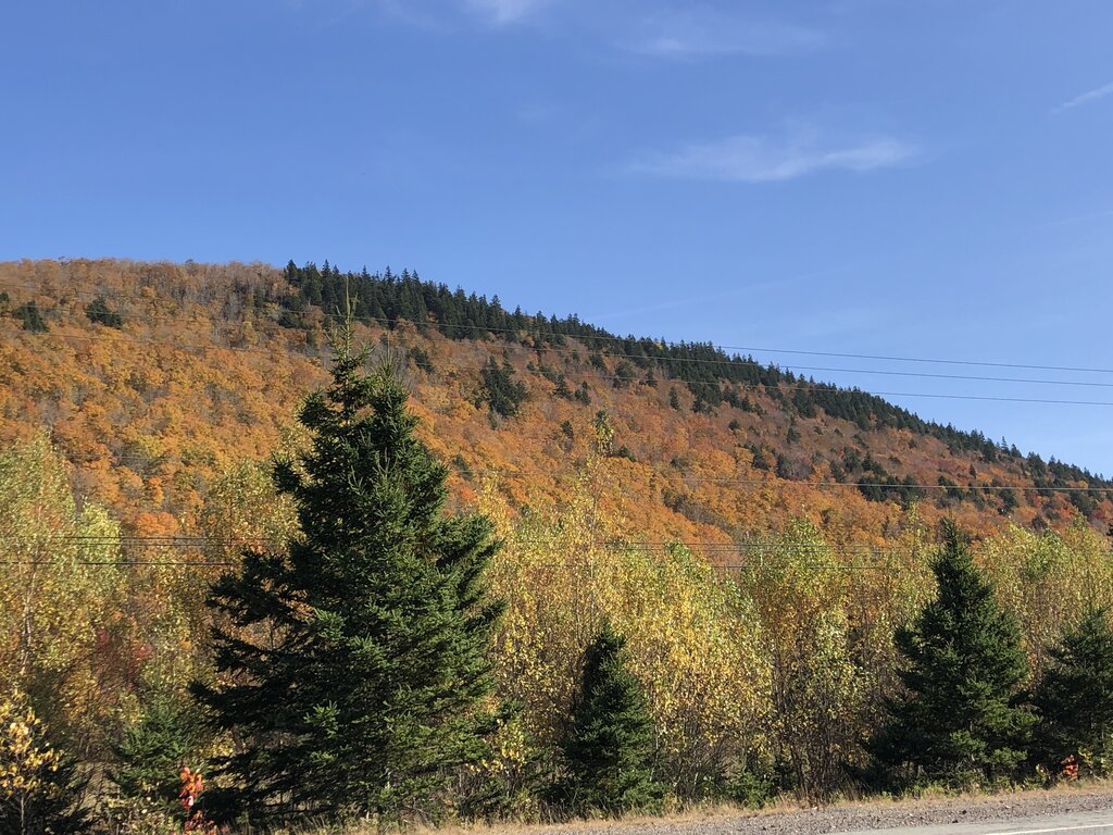 A forested hillside glows with orange and gold fall foliage beneath a clear blue sky. Dark green evergreens in the foreground add contrast to the colourful Nova Scotia autumn landscape.